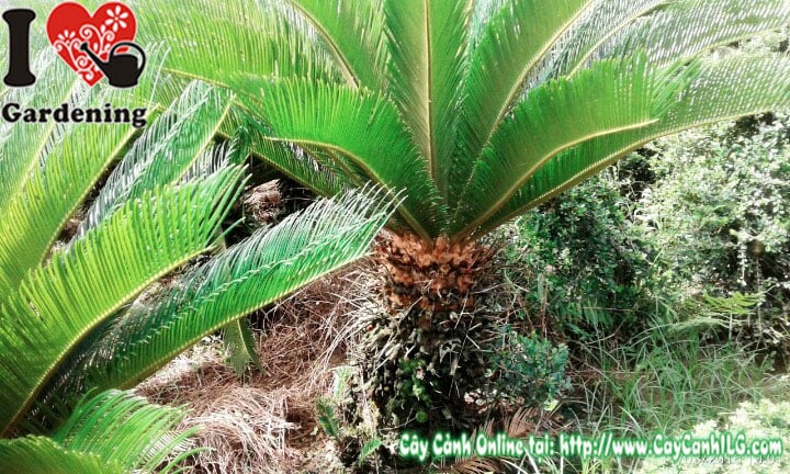 Cây thiên tuế lóng 50cm trồng trang trí sân vườn công trình