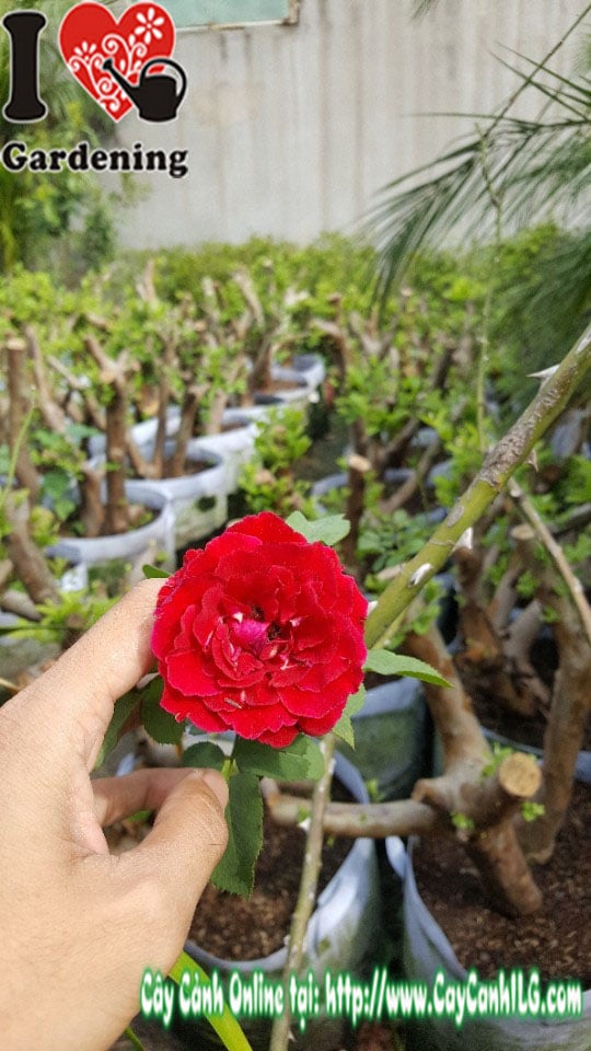 Cây hoa hồng cổ gốc lớn cao 1m5 - MS 01105