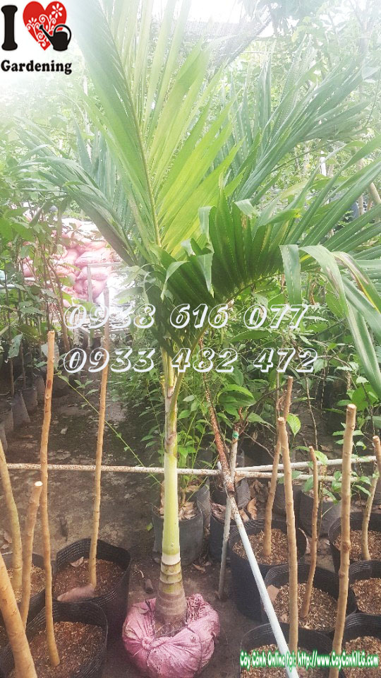 Cây cau trắng thân trắng bạc đặc trưng tại vườn ILG