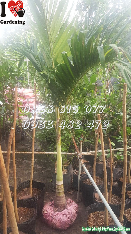 Cây cau trắng trồng hàng lối đi tạo không gian đẳng cấp
