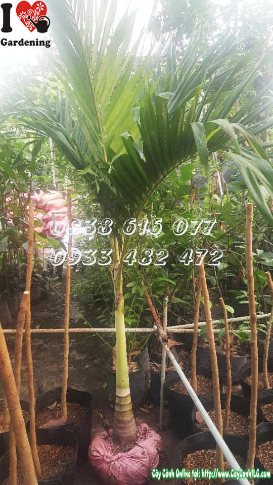 Cây cau trắng hàng rào lối đi khuôn viên cảnh quan đẹp