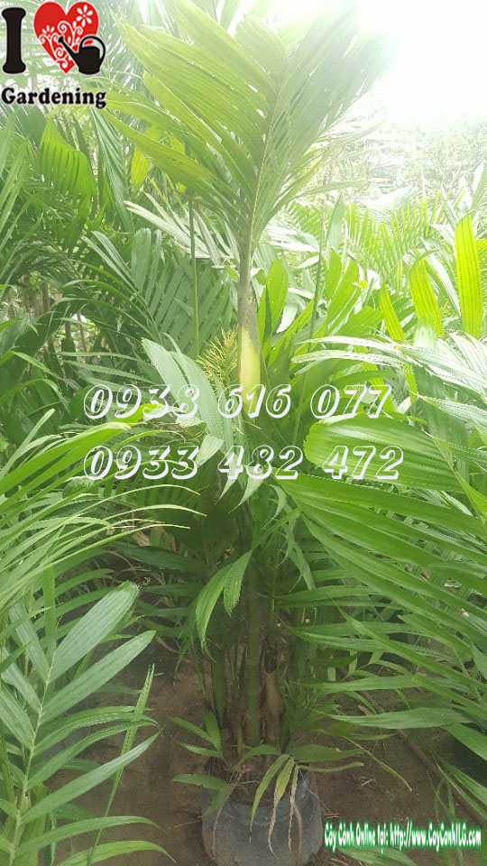 Cây cau tứ quý cao 1m8 - Ms 30040 tại ILG