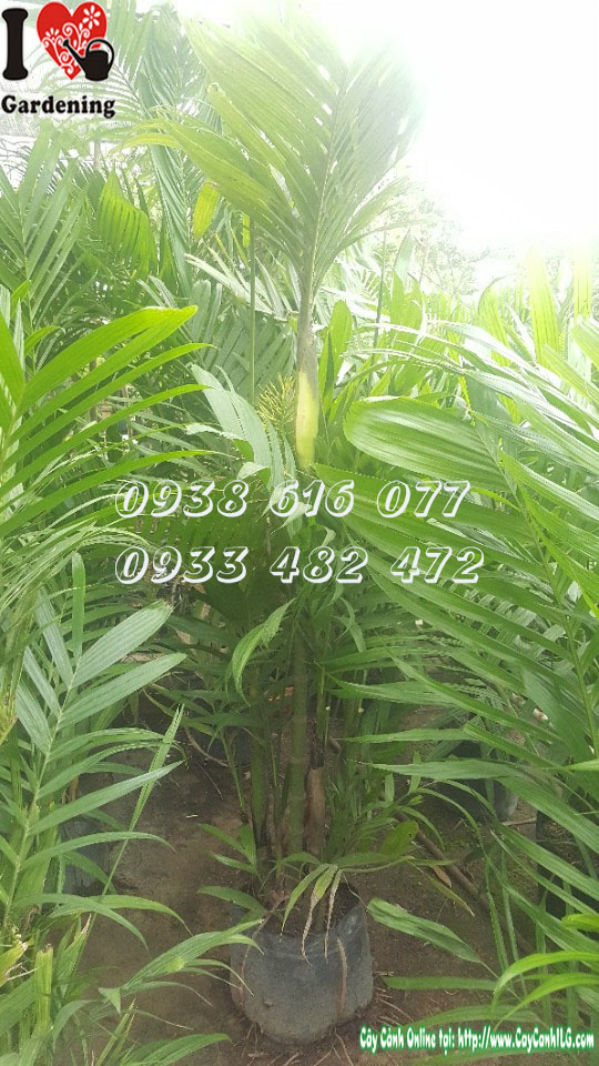 Thân và lá cây cau tứ quý cao 1m8 ms 30040