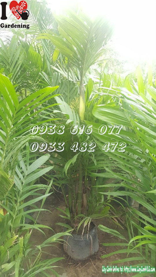 Cây cau tứ quý cao 1m8 trồng sân vườn và công trình cảnh quan