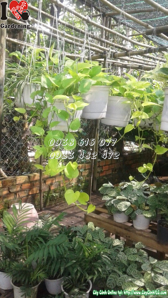 Cây trầu bà vàng chậu treo MS 30170 - vườn cây ILG
