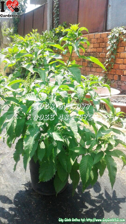 Cây hoa chuông vàng cao 80cm trồng ngoài trời tại ILG
