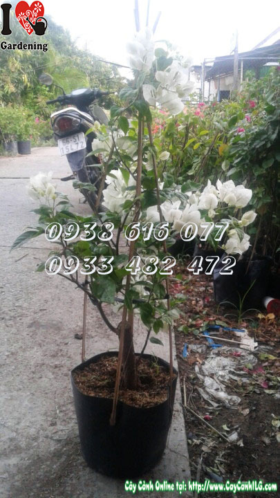 Cây hoa giấy trắng gốc to cao 60cm tại vườn ILG