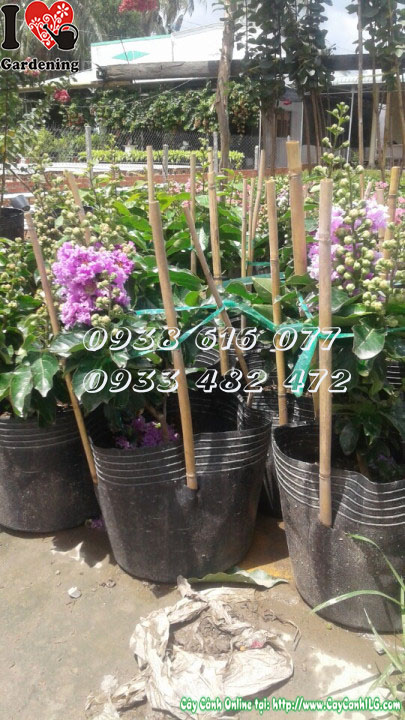 Hoa Bằng Lăng Thái Lai Tường Vi nở rộ màu tím hồng
