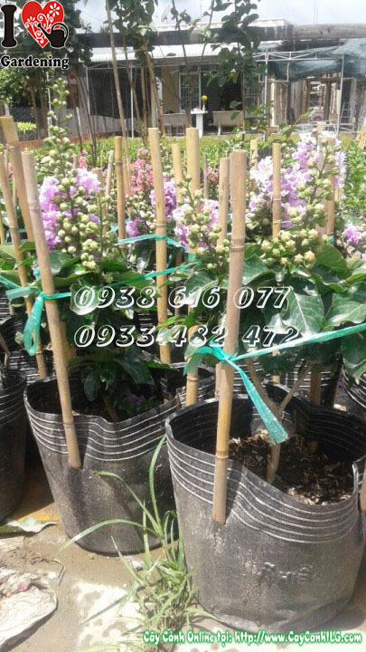 Cây Bằng Lăng Thái Lai Tường Vi trồng cảnh quan sân vườn