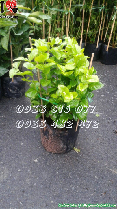 Cây lài ta cao 30cm tại vườn ILG – cây giống chất lượng, hương thơm dịu nhẹ