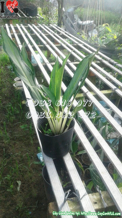 Cây ngân hậu lá nhỏ cao 30cm - Ms 30130 tại ILG