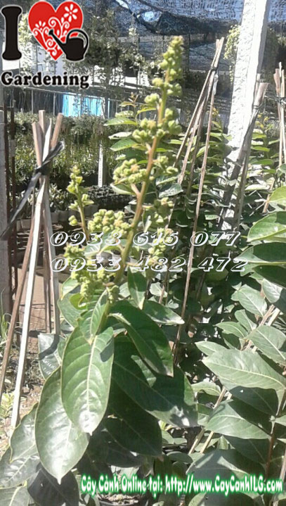 Vườn cây Bằng Lăng Thái Lai Tường Vi tại ILG chuẩn bị xuất vườn
