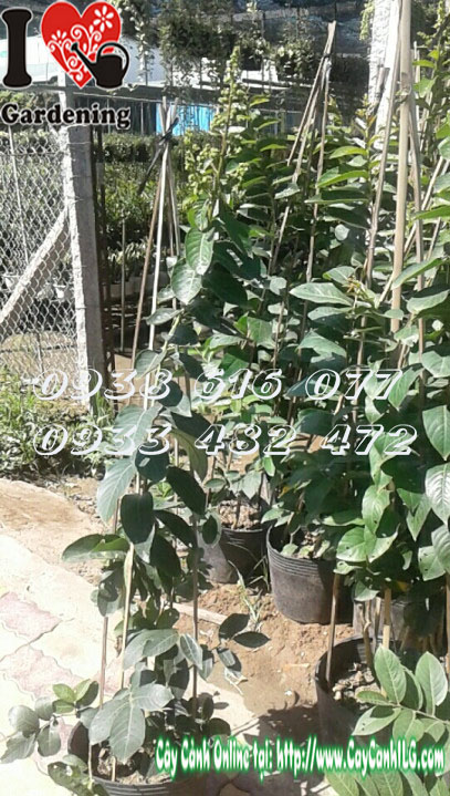 Cây Bằng Lăng Thái Lai Tường Vi đẹp tại vườn ILG TP.HCM