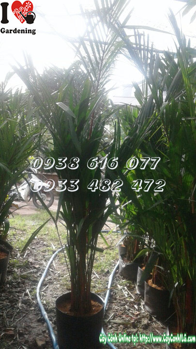 Cây cau đỏ trồng làm cảnh quan – ý nghĩa phong thủy tốt lành
