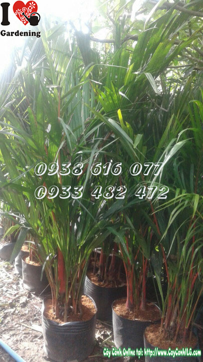 Cây cau đỏ khỏe mạnh, ít sâu bệnh khi được chăm sóc đúng cách