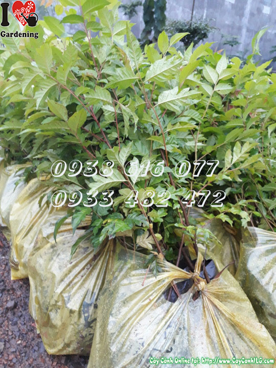 Cây lát hoa giống cao 40cm bầu 1kg MS 30100 - ILG