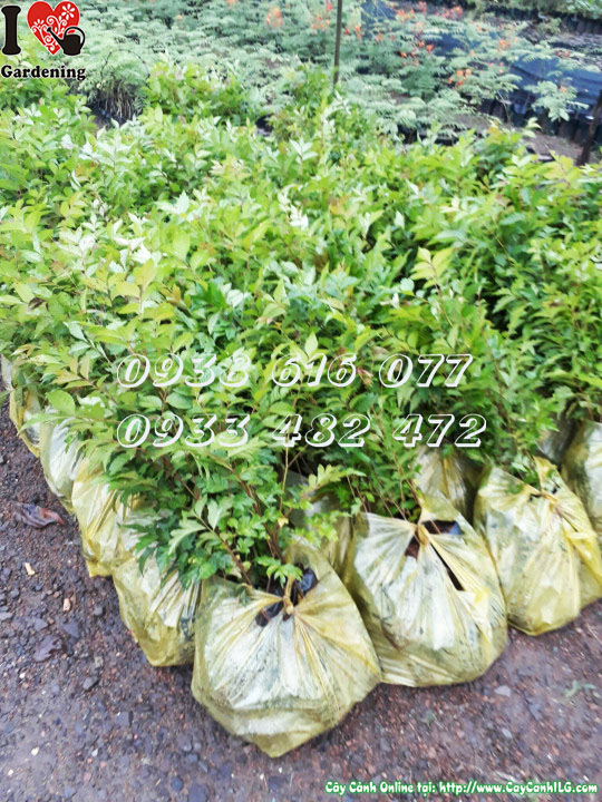 Cây lát hoa giống bầu 1kg cao 40cm - cây gỗ quý cảnh quan