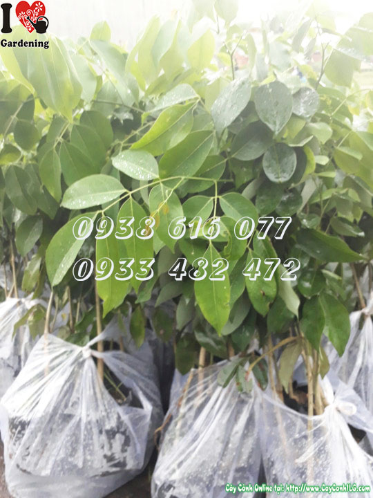 Cây gõ đỏ giống cao 40cm – cây gỗ quý dễ trồng tại ILG
