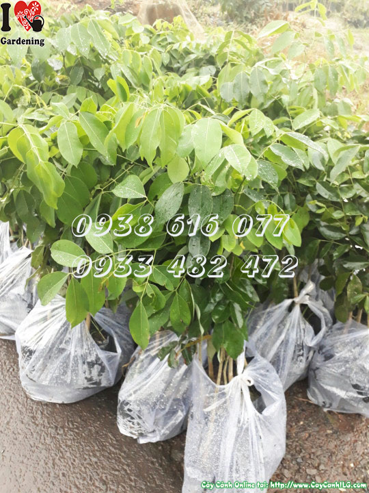 Cây gõ đỏ giống Ms 30060 – lá xanh tươi, bộ rễ khỏe