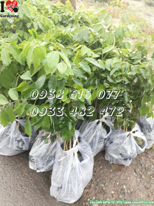 Đặc điểm cây gõ đỏ giống cao 40cm – lá kép, thân thẳng