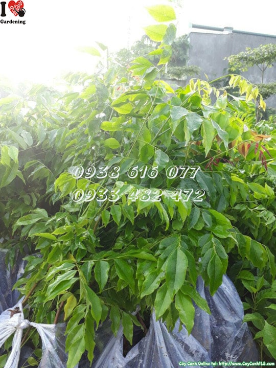 Cây lim xanh giống cao 40cm – Ms 30105