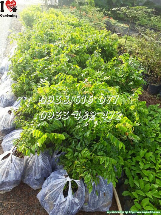 Cây lim xanh giống – lá rộng thường xanh, gỗ cứng chắc