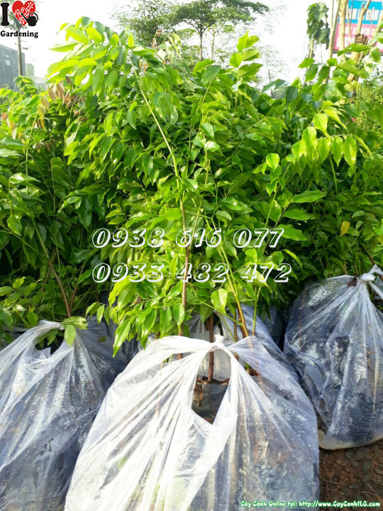 Cây lim xanh giống 40cm – trồng rừng phòng hộ và cảnh quan công trình