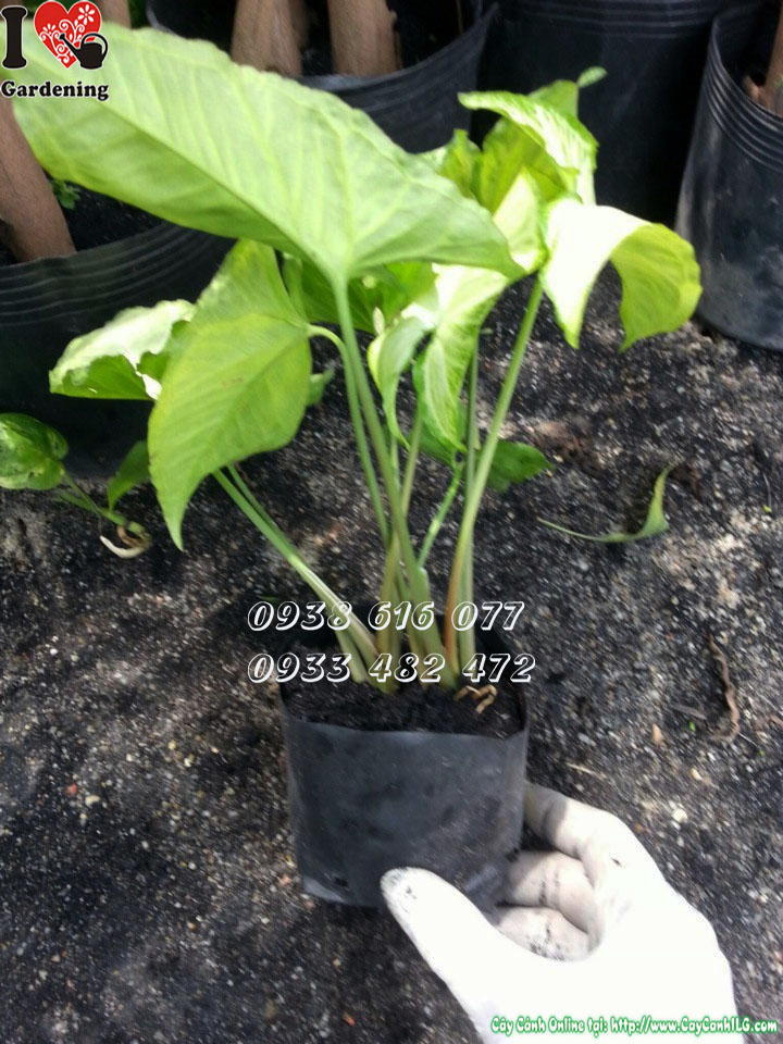 Cây trầu bà trắng cao 20cm – cây cảnh nội thất đẹp, dễ chăm