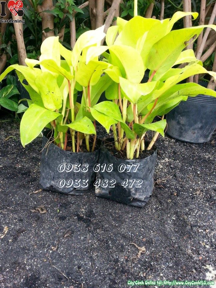 cây trầu bà vàng MS 04408 tại vườn ILG