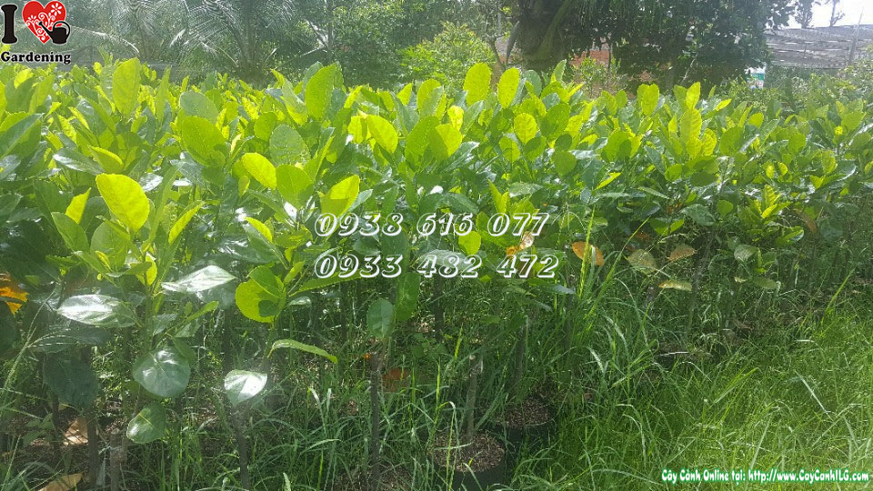 Cây mít thái siêu sớm lỡ 1m thân cứng cáp, bộ rễ khỏe