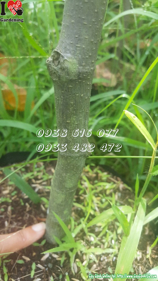 Quả mít thái siêu sớm múi mọng giòn ngọt