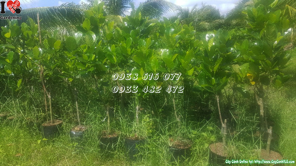 Cây mít thái siêu sớm đang phát triển tại vườn ILG