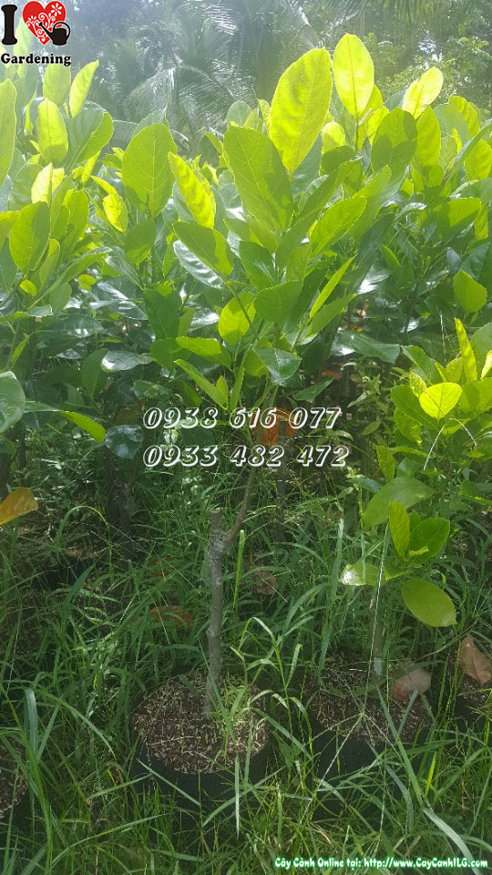 Cây mít thái siêu sớm cao 1m sẵn sàng trồng