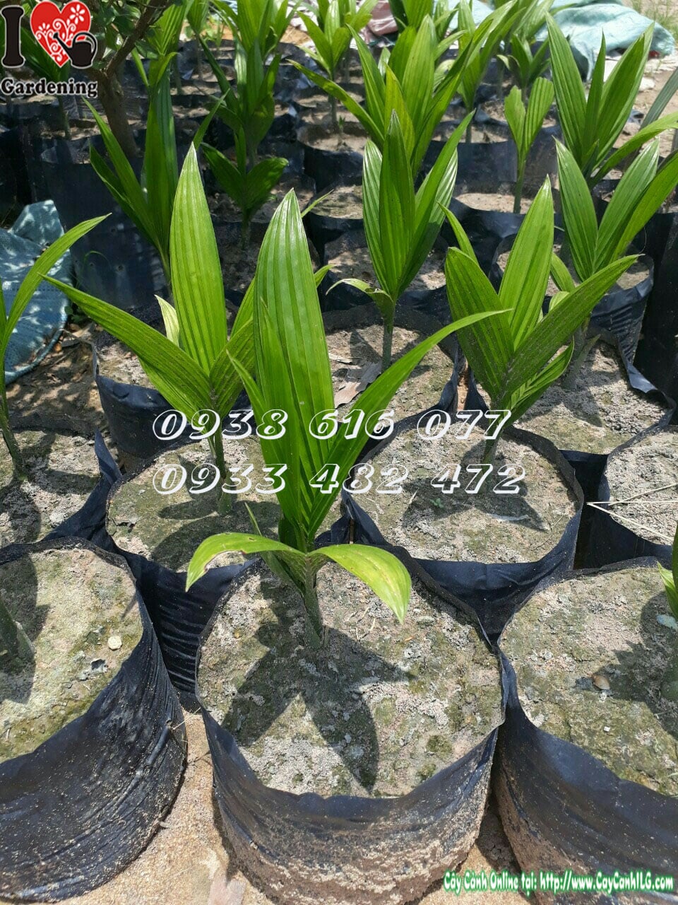 Cây cau lùn cau hương tại vườn ILG TP.HCM