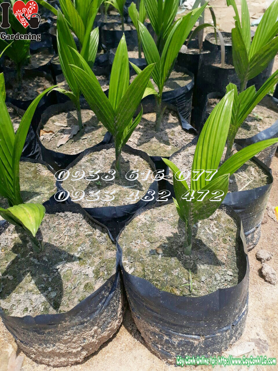 Cây cau lùn trồng cụm tạo điểm nhấn sân vườn