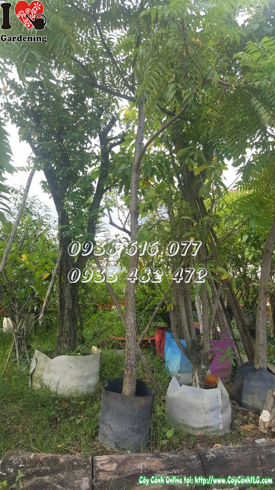 Cây xoan hoa trắng cao 4m trồng cảnh quan công trình