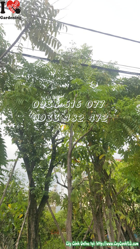 Hoa và tán cây xoan hoa trắng tại vườn cây ILG