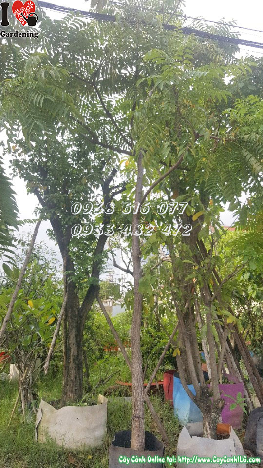 Chi tiết lá và cành cây xoan hoa trắng Ms 30195