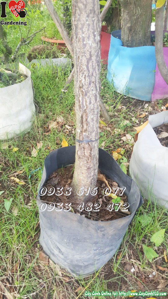 Thân cây xoan hoa trắng cao 4m đường kính 13cm tại vườn ILG