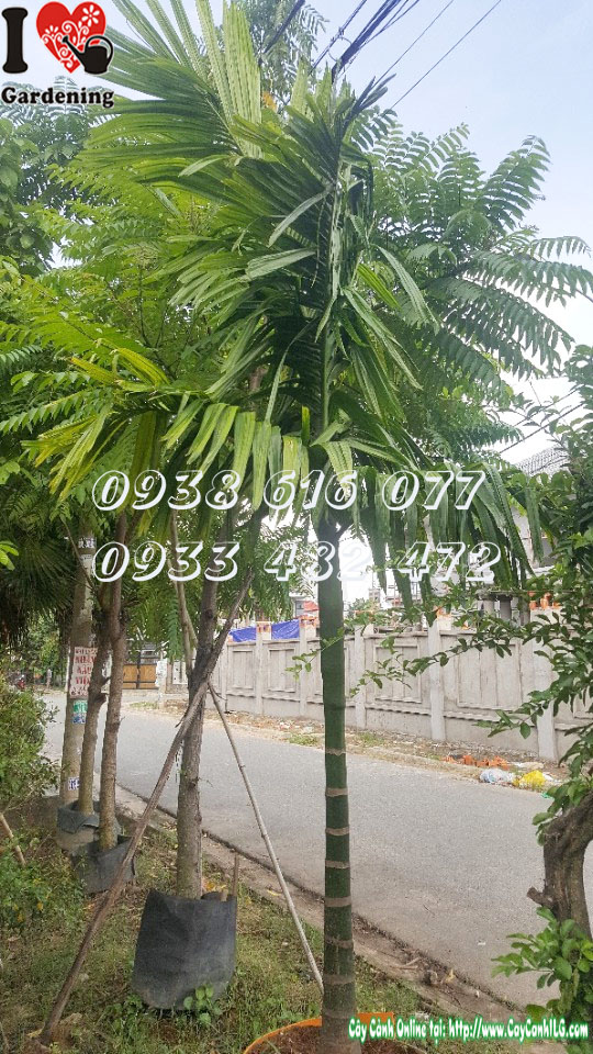 Cây cau ăn trầu 3m thân thẳng tán lá xẻ thùy đẹp - vườn ILG
