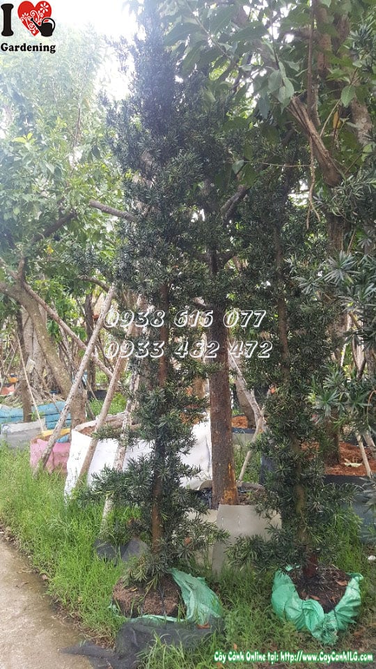 Cây vạn niên tùng trái 4m tại vườn ILG - mua sỉ lẻ TP.HCM