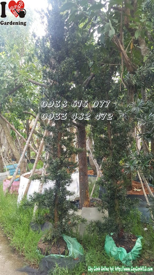 Đặc điểm cây vạn niên tùng trái lá xanh đậm quanh năm