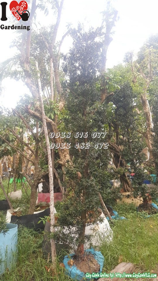 Cây vạn niên tùng trái gốc to dáng cổ thụ cao 4m