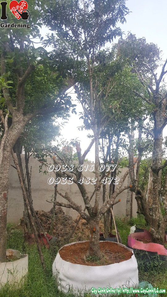 Cây sabôchê cao 3m5 đường kính 17cm - cây bóng mát ăn quả cỡ lớn