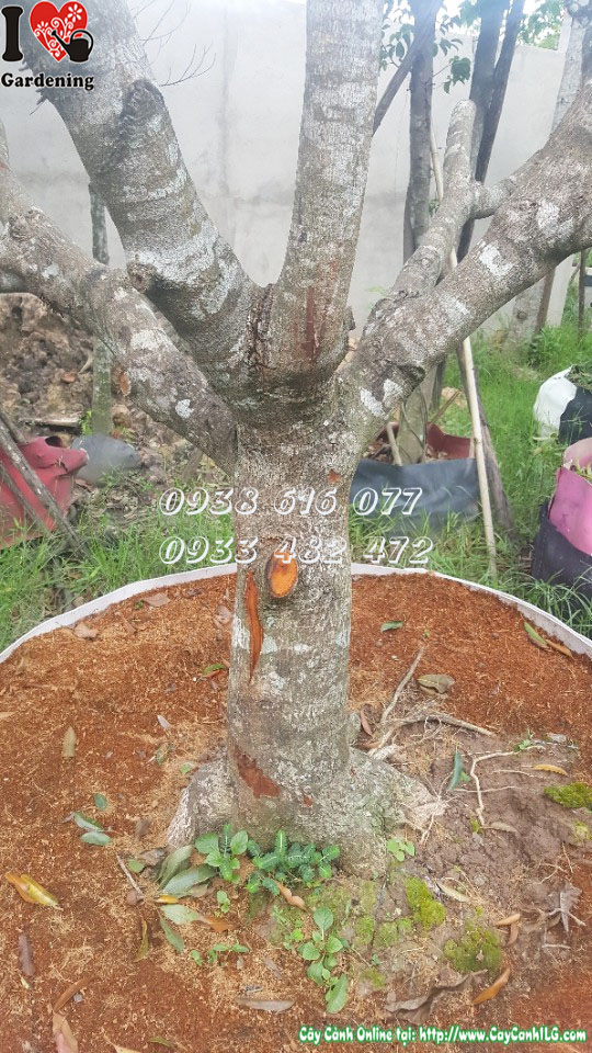 Tán lá cây sabôchê cao 3m5 xanh mát rợp bóng
