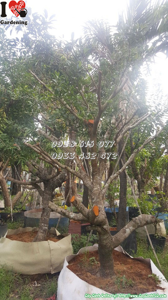Cây sabôchê hồng xiêm lớn cung cấp bóng mát sân vườn