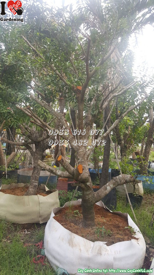 Cây sabôchê lớn trồng sân vườn biệt thự - hình ảnh thực tế