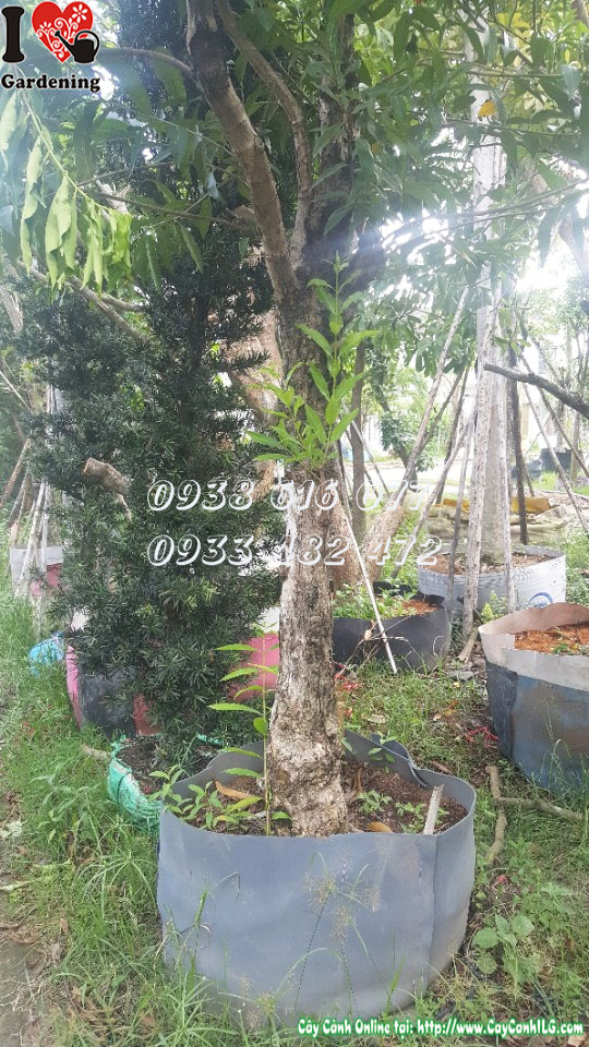 Cây vối MS 30185 – lá xanh đậm, thân chuẩn, phù hợp công trình cảnh quan