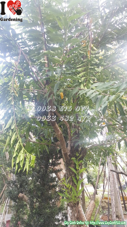 Cây vối MS 30185 cao 4m – tán lá xanh rộng, phù hợp trồng công trình
