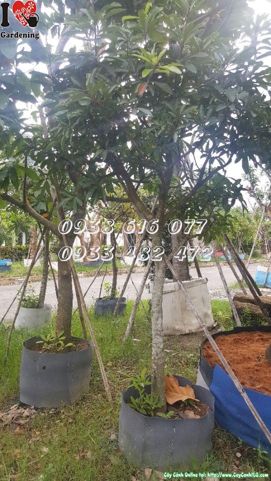 Hoa lộc vừng chùm đỏ rủ xuống đẹp cây cao 2m5 3m đường kính 12cm